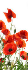 Samolepka na dvee flie 90 x 220, 357867320 - Beautiful red poppy flowers on white background. Banner design