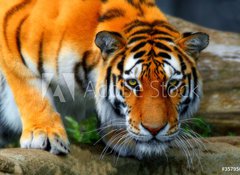 Fototapeta vliesov 100 x 73, 35795097 - tiger