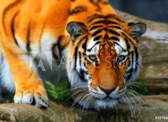 Samolepka flie 100 x 73, 35795097 - tiger