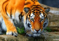 Fototapeta vliesov 145 x 100, 35795097 - tiger