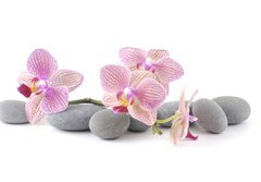 Fototapeta184 x 128  Still life with pink orchid with gray stones, 184 x 128 cm