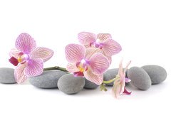 Fototapeta vliesov 200 x 144, 35870140 - Still life with pink orchid with gray stones