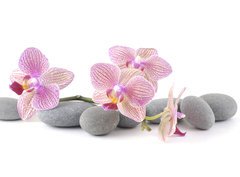 Fototapeta360 x 266  Still life with pink orchid with gray stones, 360 x 266 cm