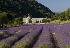 Fototapeta vliesov 145 x 100, 36106539 - Abbaye de Senanque