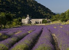 Fototapeta papr 160 x 116, 36106539 - Abbaye de Senanque