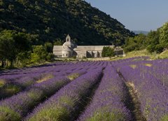 Fototapeta200 x 144  Abbaye de Senanque, 200 x 144 cm