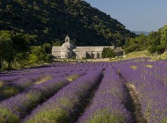 Fototapeta vliesov 270 x 200, 36106539 - Abbaye de Senanque