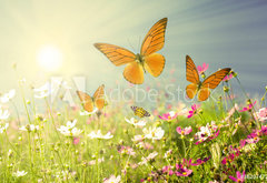 Fototapeta pltno 174 x 120, 36207472 - summer flowers