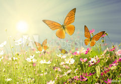Fototapeta184 x 128  summer flowers, 184 x 128 cm