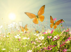 Fototapeta pltno 240 x 174, 36207472 - summer flowers