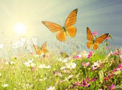 Fototapeta330 x 244  summer flowers, 330 x 244 cm