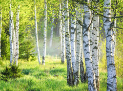 Samolepka flie 270 x 200, 363600583 - Spring green foliage
