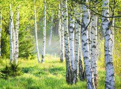 Fototapeta pltno 330 x 244, 363600583 - Spring green foliage