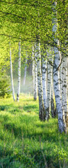 Samolepka na dvee flie 90 x 220, 363600583 - Spring green foliage