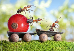 Samolepka flie 145 x 100, 36549183 - ants deliver red currant with trailer of sunflower seeds - mravenci dodvaj erven rybz s pvsem slunenicovch semen
