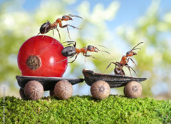 Fototapeta pltno 160 x 116, 36549183 - ants deliver red currant with trailer of sunflower seeds - mravenci dodvaj erven rybz s pvsem slunenicovch semen