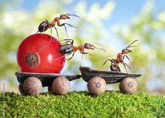 Samolepka flie 200 x 144  ants deliver red currant with trailer of sunflower seeds, 200 x 144 cm