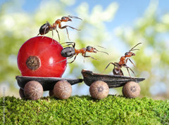 Samolepka flie 270 x 200, 36549183 - ants deliver red currant with trailer of sunflower seeds - mravenci dodvaj erven rybz s pvsem slunenicovch semen