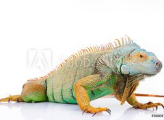 Samolepka flie 100 x 73, 36604708 - portrait of iguana on isolated white - portrt iguana na izolovan bl