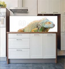 Fototapeta do kuchyn flie 180 x 60, 36604708 - portrait of iguana on isolated white - portrt iguana na izolovan bl
