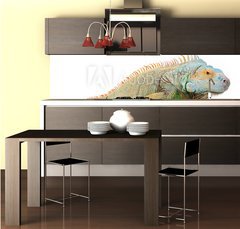 Fototapeta do kuchyn flie 260 x 60  portrait of iguana on isolated white, 260 x 60 cm