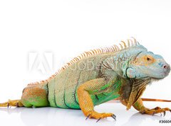 Samolepka flie 270 x 200  portrait of iguana on isolated white, 270 x 200 cm
