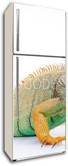 Samolepka na lednici flie 80 x 200  portrait of iguana on isolated white, 80 x 200 cm