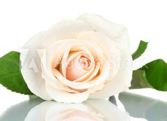 Fototapeta vliesov 100 x 73, 36655537 - Cream rose with leaves isolated on white - Cream rose s listy izolovanch na blm