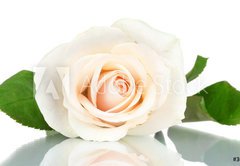 Fototapeta vliesov 145 x 100, 36655537 - Cream rose with leaves isolated on white - Cream rose s listy izolovanch na blm