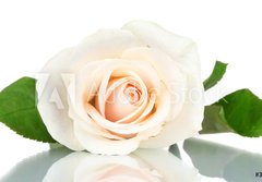 Fototapeta papr 184 x 128, 36655537 - Cream rose with leaves isolated on white