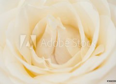 Fototapeta papr 160 x 116, 36659824 - Rosenbl te
