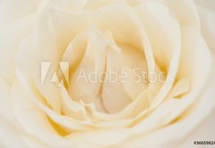 Fototapeta pltno 174 x 120, 36659824 - Rosenbl te