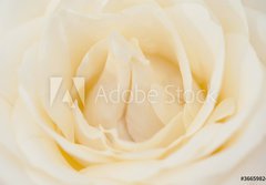 Fototapeta papr 184 x 128, 36659824 - Rosenbl te