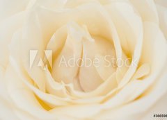 Samolepka flie 200 x 144, 36659824 - Rosenbl te