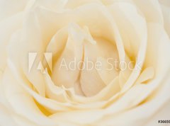 Fototapeta pltno 330 x 244, 36659824 - Rosenbl te