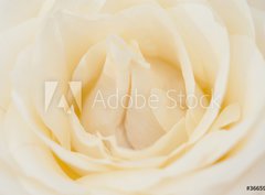 Fototapeta papr 360 x 266, 36659824 - Rosenbl te