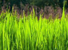 Samolepka flie 100 x 73, 36700991 - Terraced rice fields in northern Thailand