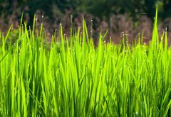 Fototapeta pltno 174 x 120, 36700991 - Terraced rice fields in northern Thailand