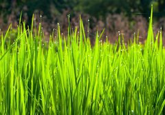 Fototapeta papr 184 x 128, 36700991 - Terraced rice fields in northern Thailand - Terasy rovch pol v severnm Thajsku
