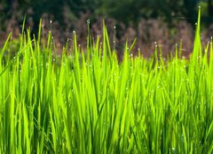 Fototapeta vliesov 200 x 144, 36700991 - Terraced rice fields in northern Thailand