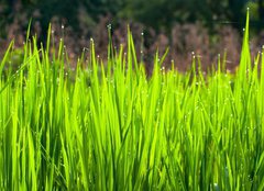 Fototapeta pltno 240 x 174, 36700991 - Terraced rice fields in northern Thailand - Terasy rovch pol v severnm Thajsku
