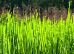 Fototapeta papr 254 x 184, 36700991 - Terraced rice fields in northern Thailand