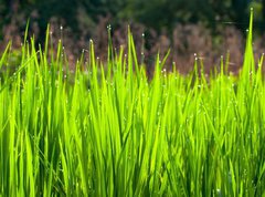 Samolepka flie 270 x 200, 36700991 - Terraced rice fields in northern Thailand - Terasy rovch pol v severnm Thajsku