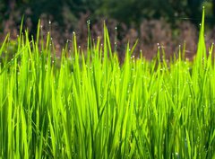 Fototapeta papr 360 x 266, 36700991 - Terraced rice fields in northern Thailand