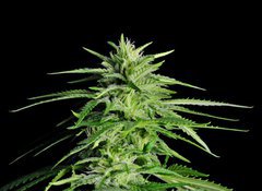 Samolepka flie 100 x 73, 36911963 - Potent Medical Marijuana Plant - Siln lkask marihuana rostlina