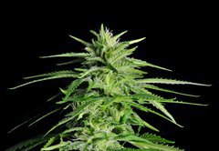 Fototapeta plátno 174 x 120, 36911963 - Potent Medical Marijuana Plant - Silná lékařská marihuana rostlina