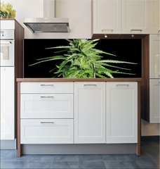 Fototapeta do kuchyn flie 180 x 60  Potent Medical Marijuana Plant, 180 x 60 cm