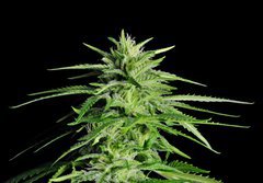 Fototapeta184 x 128  Potent Medical Marijuana Plant, 184 x 128 cm
