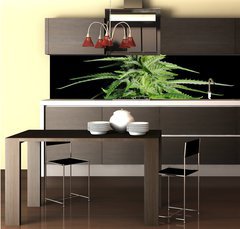 Fototapeta do kuchyně fólie 260 x 60, 36911963 - Potent Medical Marijuana Plant - Silná lékařská marihuana rostlina