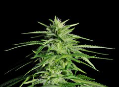 Fototapeta papír 360 x 266, 36911963 - Potent Medical Marijuana Plant - Silná lékařská marihuana rostlina